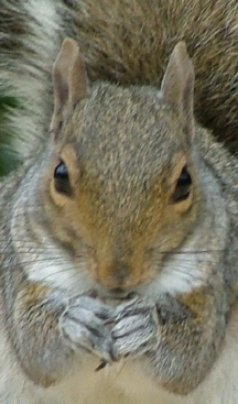 New Jersey Driver License ID Photo  For Squirrels.