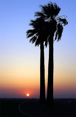 Sunset Palms