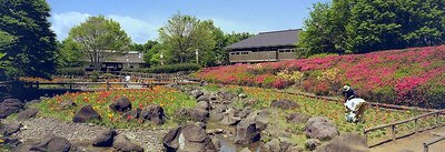 Pansies, Rocks and Gardeners