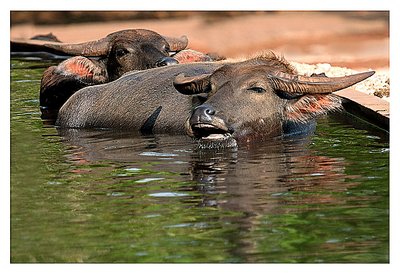 Water buffalo