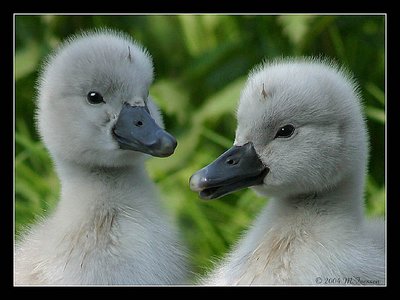 young swans