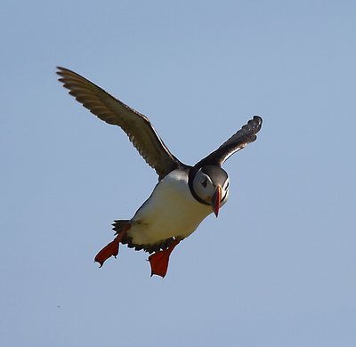 Puffin in Flight