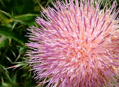 Milk Thistle