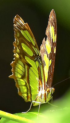 Surprised butterfly