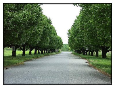 'the road and the trees'