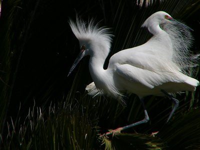 Two-Headed Egret