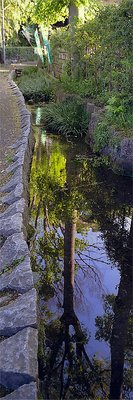 Reflection of tree