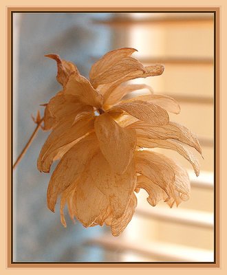 Dried flower