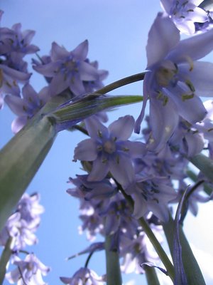 Attack of the giant  bluebells part 2