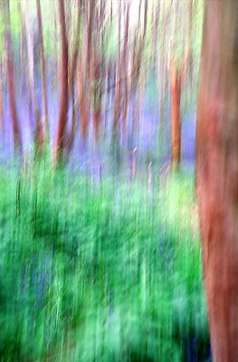 Bluebell Wood 3