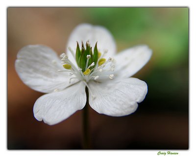 Une Petite Fleur