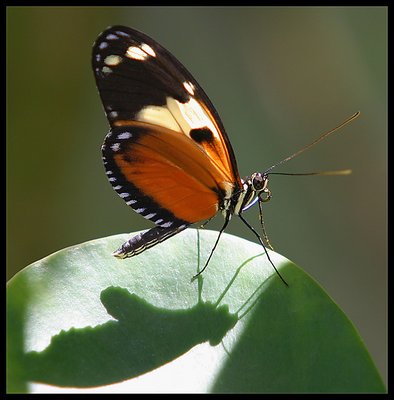 A Butterfly and his Shadow!