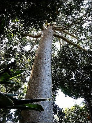 Kauri Pine