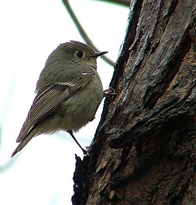 House Wren