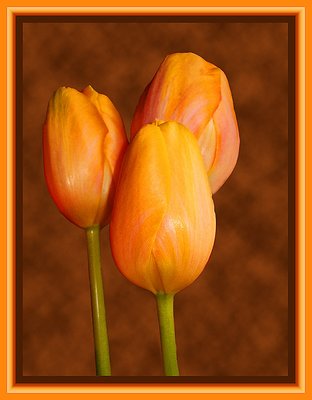 Three tulips