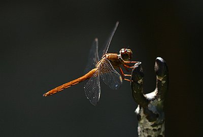 Dragonfly  @Home