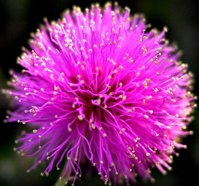 Mimosa Macro