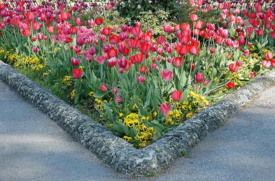 Tulips' Composition