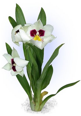 Orchids to my friends...