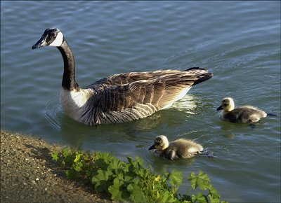 Duck family.