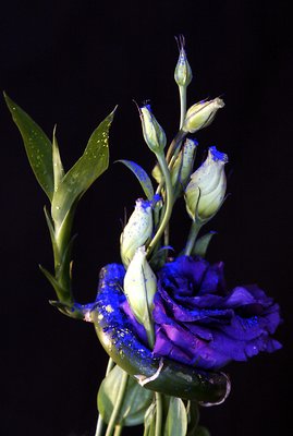 blu flower