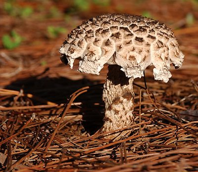 Old Man of the Woods Mushroom