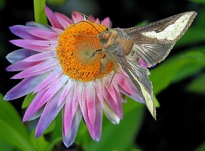 My 1st Butterfly! :-) .. er .. my first MOTH!