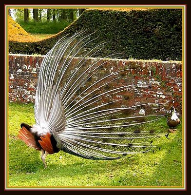 Proud  Peacock  on Back