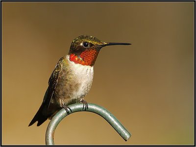 Ruby-throated Hummingbird-Male