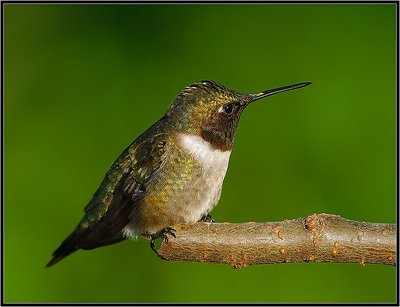 Ruby-throated Hummingbird-Male