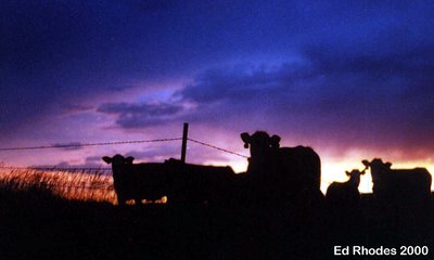 Cows at Sunset 2