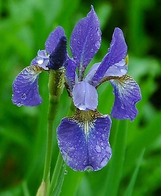 Rain iris.