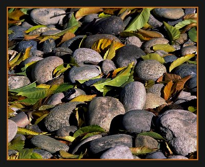 Stones and autumn