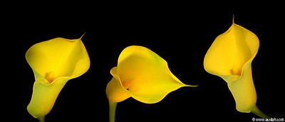 3 lilies gossiping