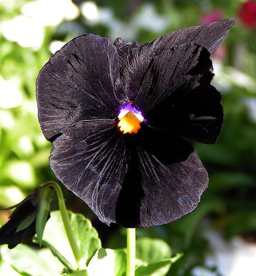 Halloween pansy