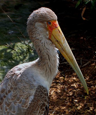 Juvenile Stork