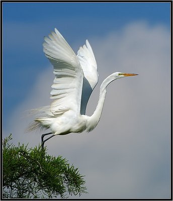 Great Egret-Taking Flight