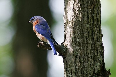 Eastern Bluebird