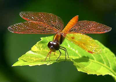 Dragonfly