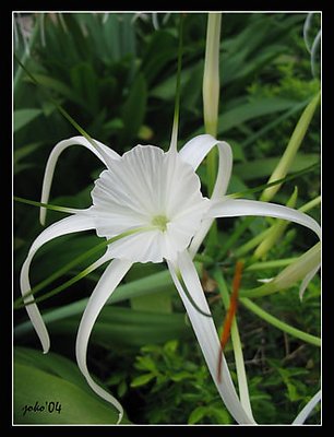 White flower