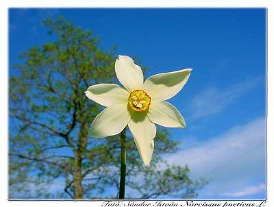 Narcissus poeticus L. 