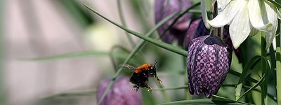 Honey bee