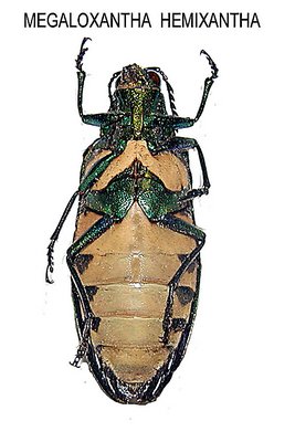 MEGALOXANTHA HEMIXANTHA