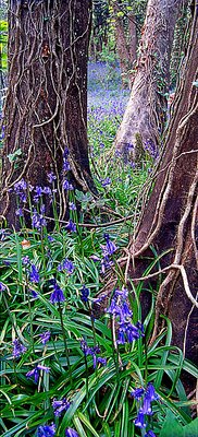 Bluebell Wood 5