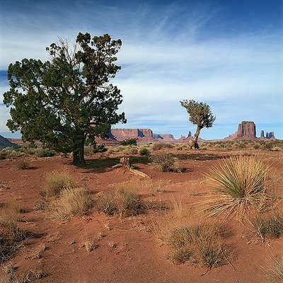 Trees Monuments and Desert