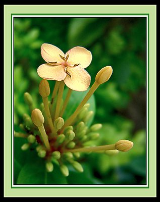 Yellow Blossom