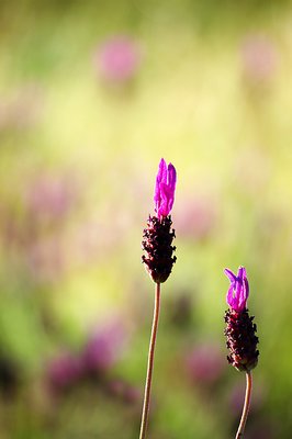 .: Lavanda :.