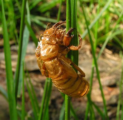 Cicada's shell