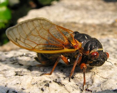 Young Cicada