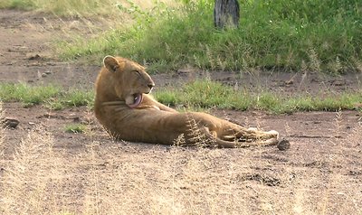 Lion licking himself